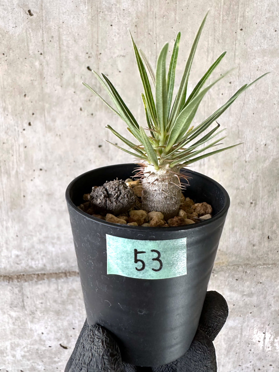 【現品限り】パキポディウム・グラキリス【I53】 Pachypodium gracilius
