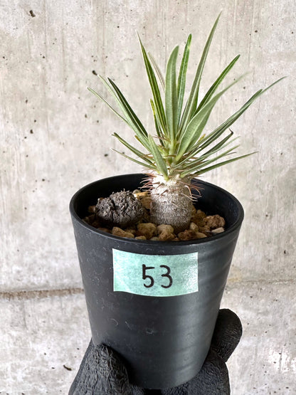 【現品限り】パキポディウム・グラキリス【I53】 Pachypodium gracilius