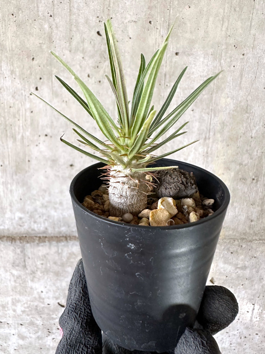 【現品限り】パキポディウム・グラキリス【I53】 Pachypodium gracilius