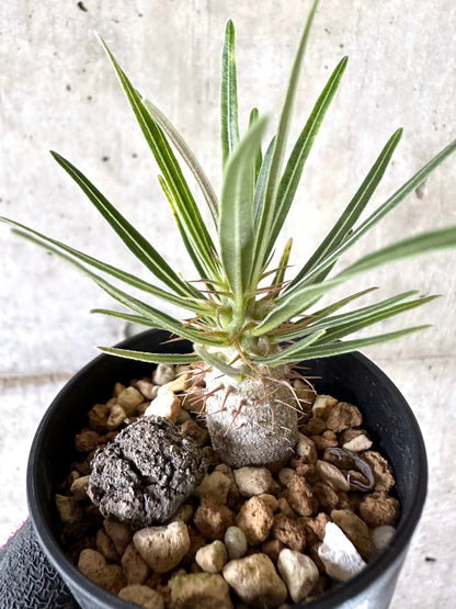 【現品限り】パキポディウム・グラキリス【I53】 Pachypodium gracilius
