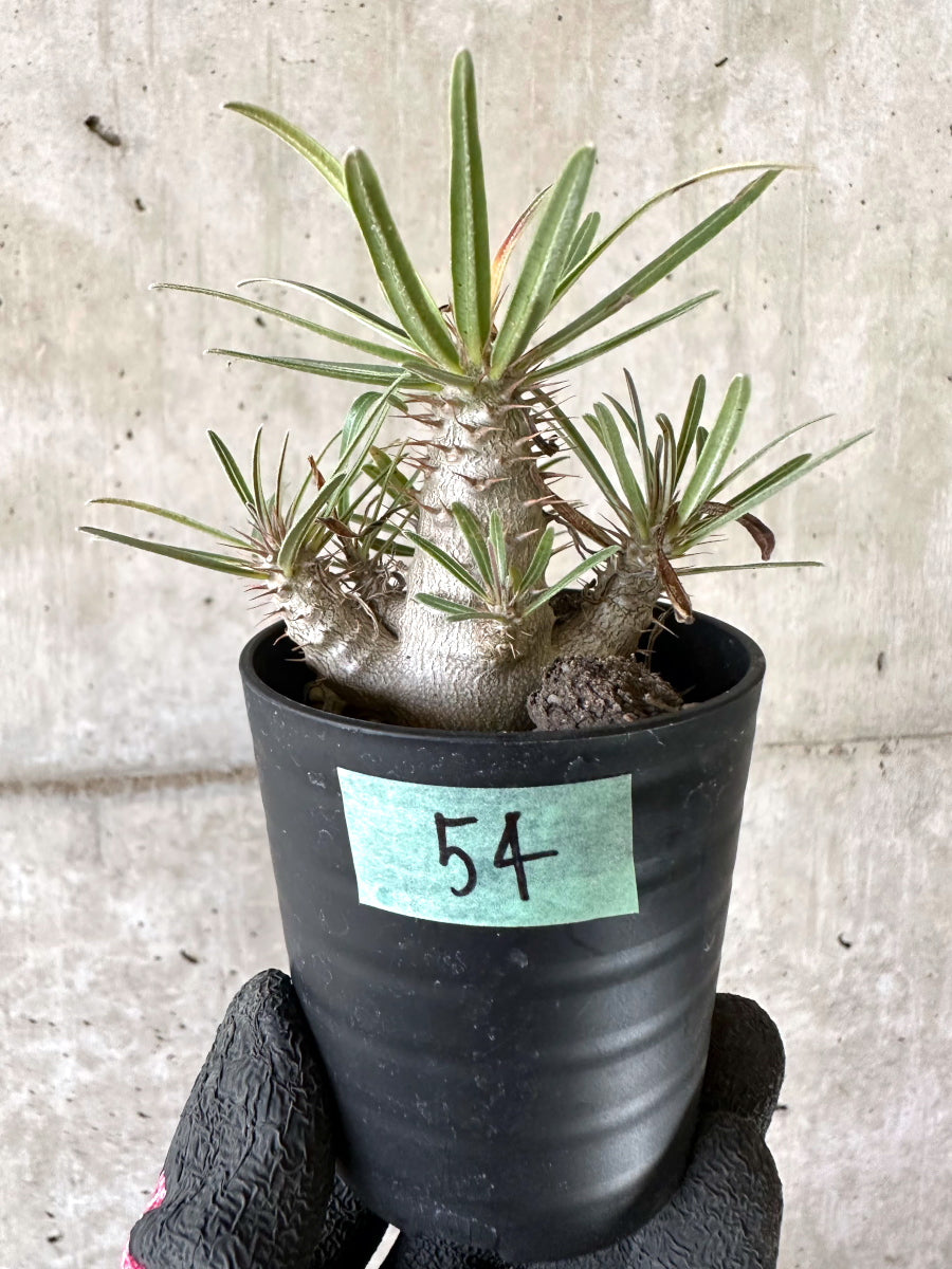 【現品限り】パキポディウム・グラキリス【I54】 Pachypodium gracilius