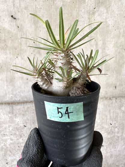 【現品限り】パキポディウム・グラキリス【I54】 Pachypodium gracilius