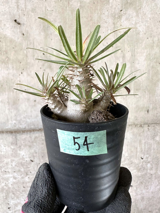 【現品限り】パキポディウム・グラキリス【I54】 Pachypodium gracilius