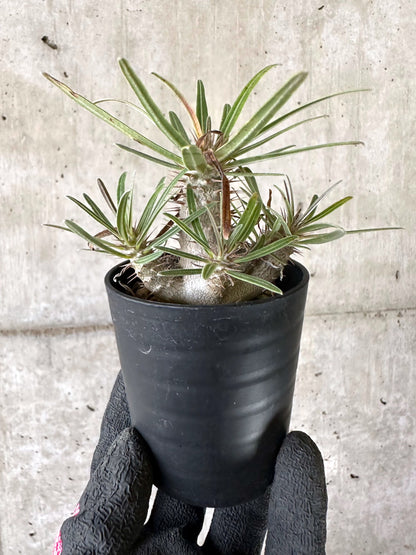 【現品限り】パキポディウム・グラキリス【I54】 Pachypodium gracilius