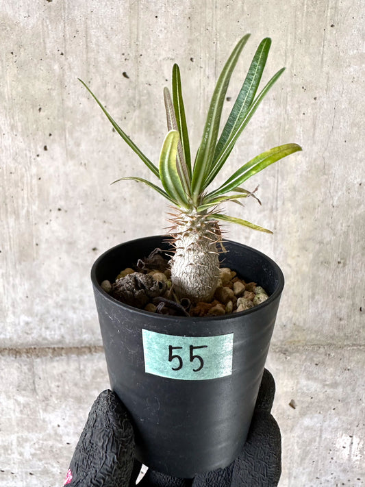 【現品限り】パキポディウム・グラキリス【I55】 Pachypodium gracilius