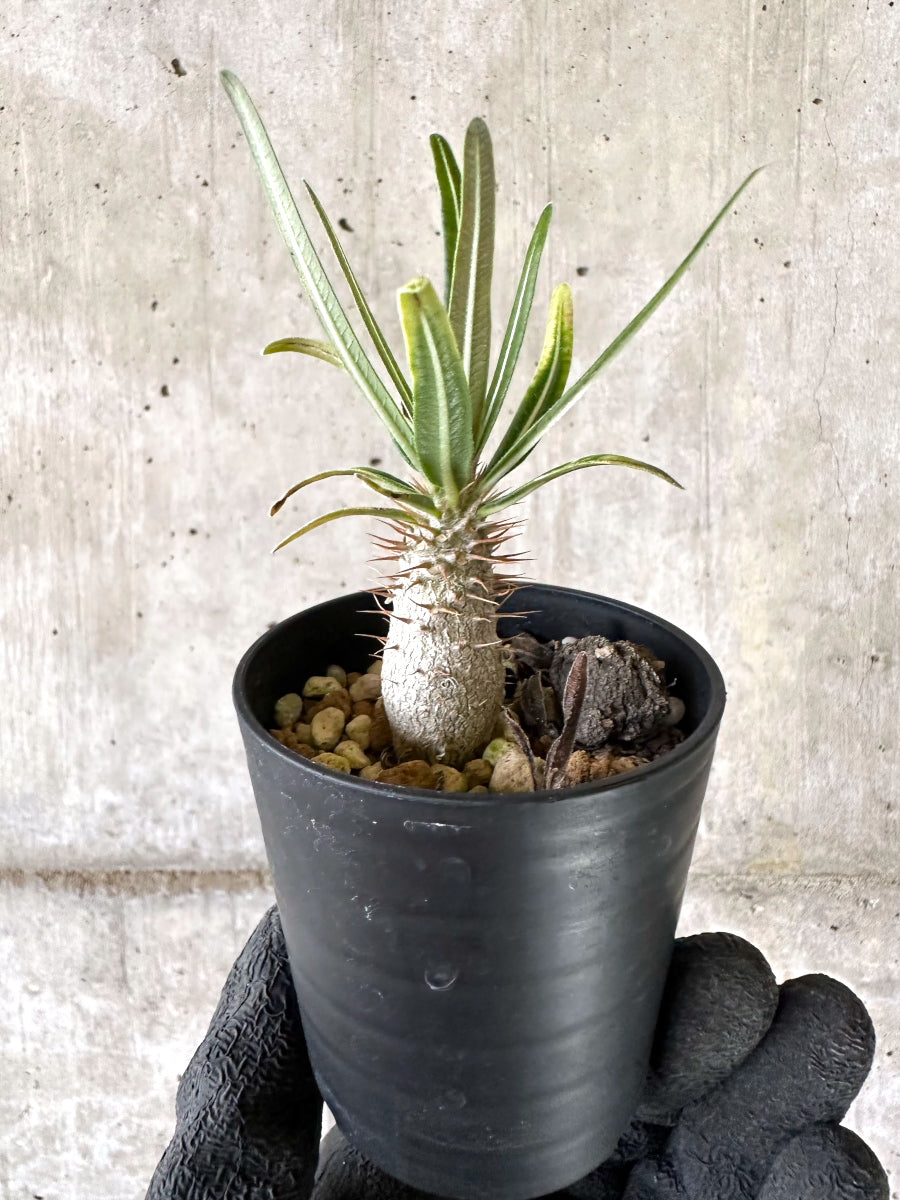 現品限り】パキポディウム・グラキリス【I55】 Pachypodium gracilius