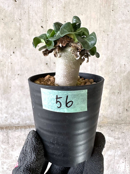 【現品限り】アデニウム・DHA 葉巻【I56】 Adenium DHA