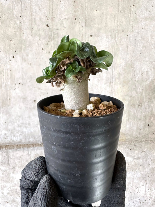 【現品限り】アデニウム・DHA 葉巻【I56】 Adenium DHA