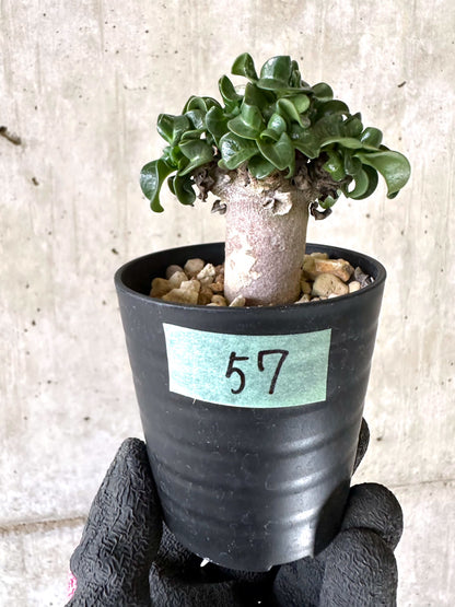 【現品限り】アデニウム・DHA 葉巻【I57】 Adenium DHA