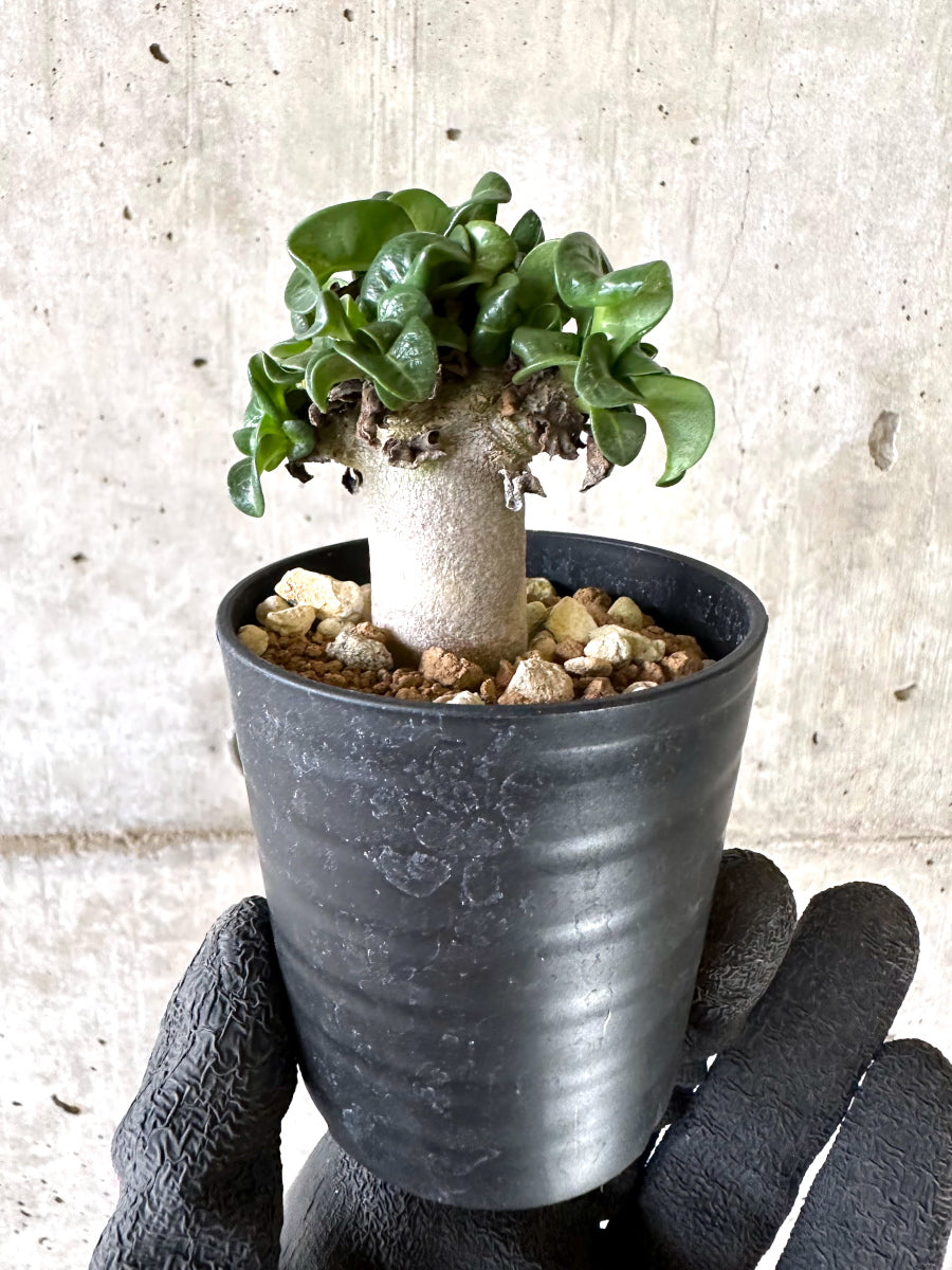 【現品限り】アデニウム・DHA 葉巻【I57】 Adenium DHA