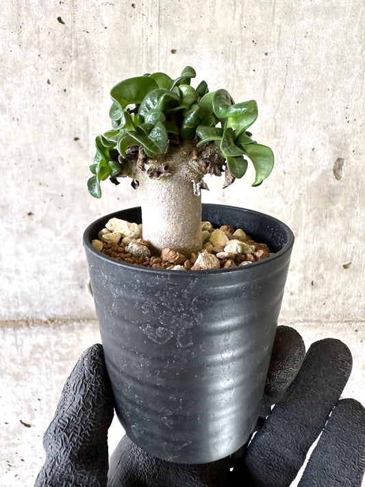 【現品限り】アデニウム・DHA 葉巻【I57】 Adenium DHA