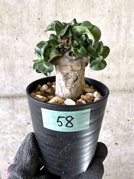 【現品限り】アデニウム・DHA 葉巻【I58】 Adenium DHA