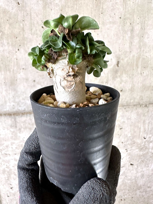 【現品限り】アデニウム・DHA 葉巻【I58】 Adenium DHA