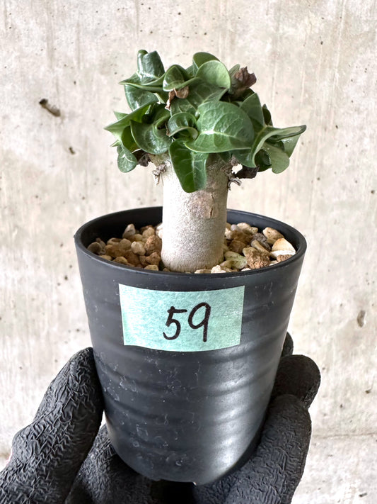 【現品限り】アデニウム・DHA 葉巻【I59】 Adenium DHA