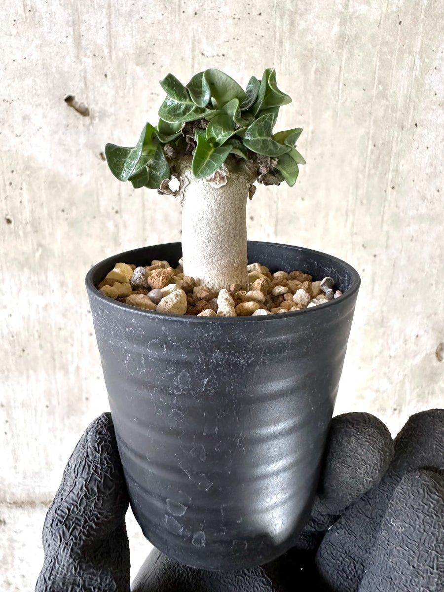 【現品限り】アデニウム・DHA 葉巻【I59】 Adenium DHA