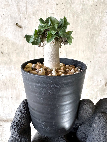 【現品限り】アデニウム・DHA 葉巻【I59】 Adenium DHA