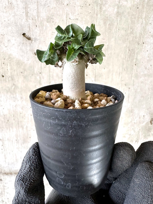 【現品限り】アデニウム・DHA 葉巻【I59】 Adenium DHA