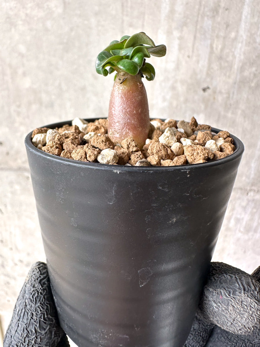 【現品限り】[在庫整理価格]アデニウム・DHA 葉巻【I5】 Adenium DHA