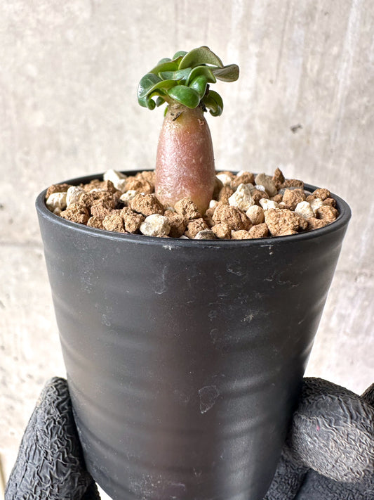 【現品限り】[在庫整理価格]アデニウム・DHA 葉巻【I5】 Adenium DHA