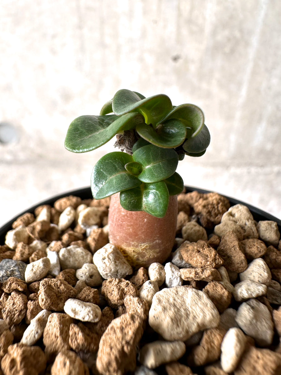 【現品限り】[在庫整理価格]アデニウム・DHA 葉巻【I5】 Adenium DHA