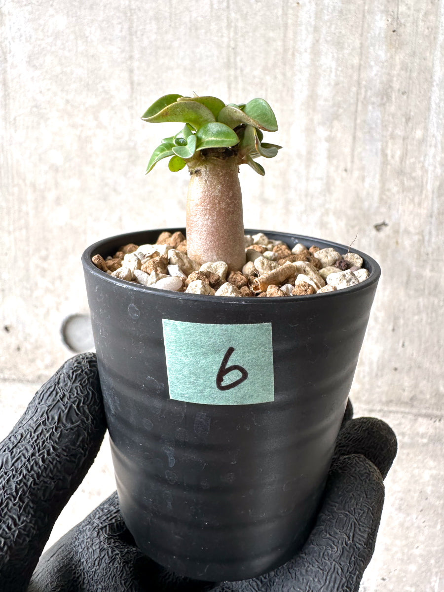 【現品限り】[在庫整理価格]アデニウム・DHA 葉巻【I6】 Adenium DHA
