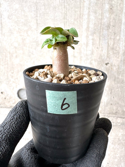 【現品限り】[在庫整理価格]アデニウム・DHA 葉巻【I6】 Adenium DHA