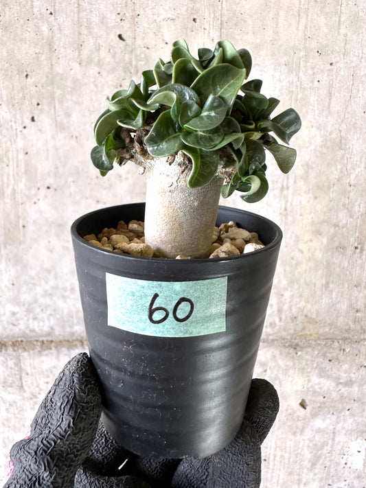 【現品限り】アデニウム・DHA 葉巻【I60】 Adenium DHA