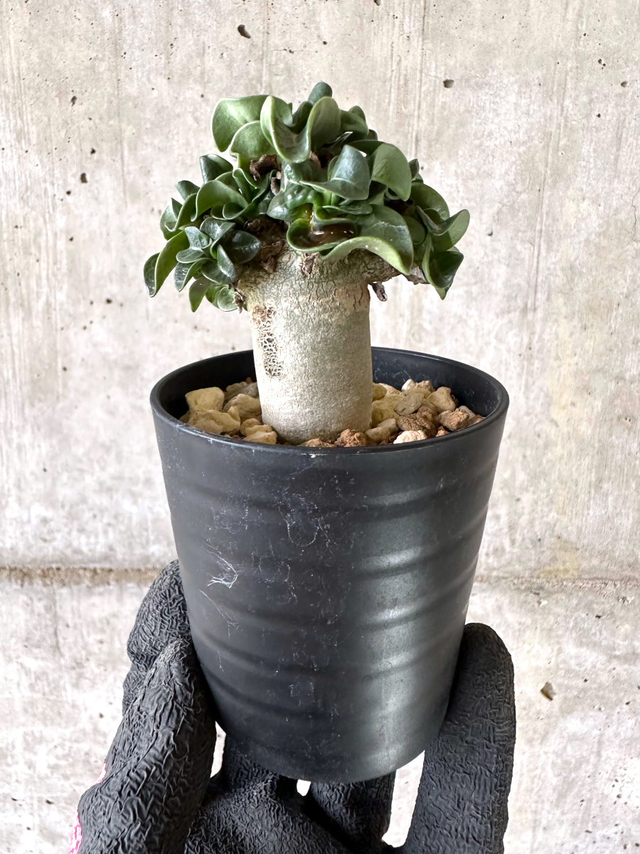 【現品限り】アデニウム・DHA 葉巻【I60】 Adenium DHA