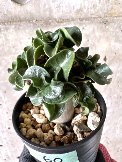 【現品限り】アデニウム・DHA 葉巻【I60】 Adenium DHA