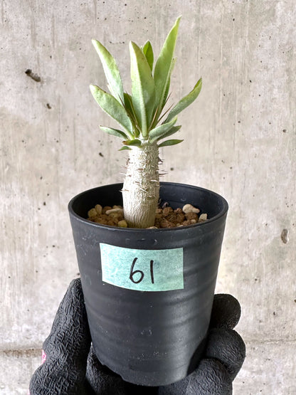 【現品限り】パキポディウム・サンデルシー 白馬城【I61】 Pachypodium saundersii