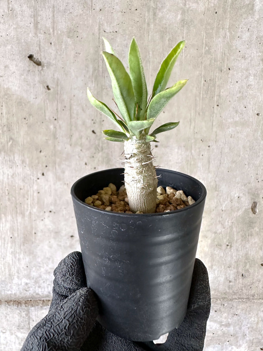 【現品限り】パキポディウム・サンデルシー 白馬城【I61】 Pachypodium saundersii