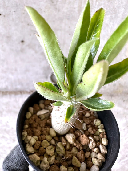 【現品限り】パキポディウム・サンデルシー 白馬城【I61】 Pachypodium saundersii