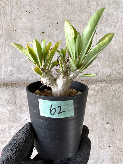 【現品限り】パキポディウム・サンデルシー 白馬城【I62】 Pachypodium saundersii