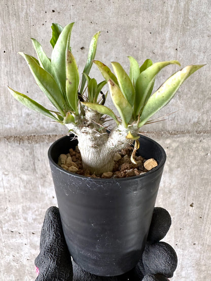 【現品限り】パキポディウム・サンデルシー 白馬城【I62】 Pachypodium saundersii