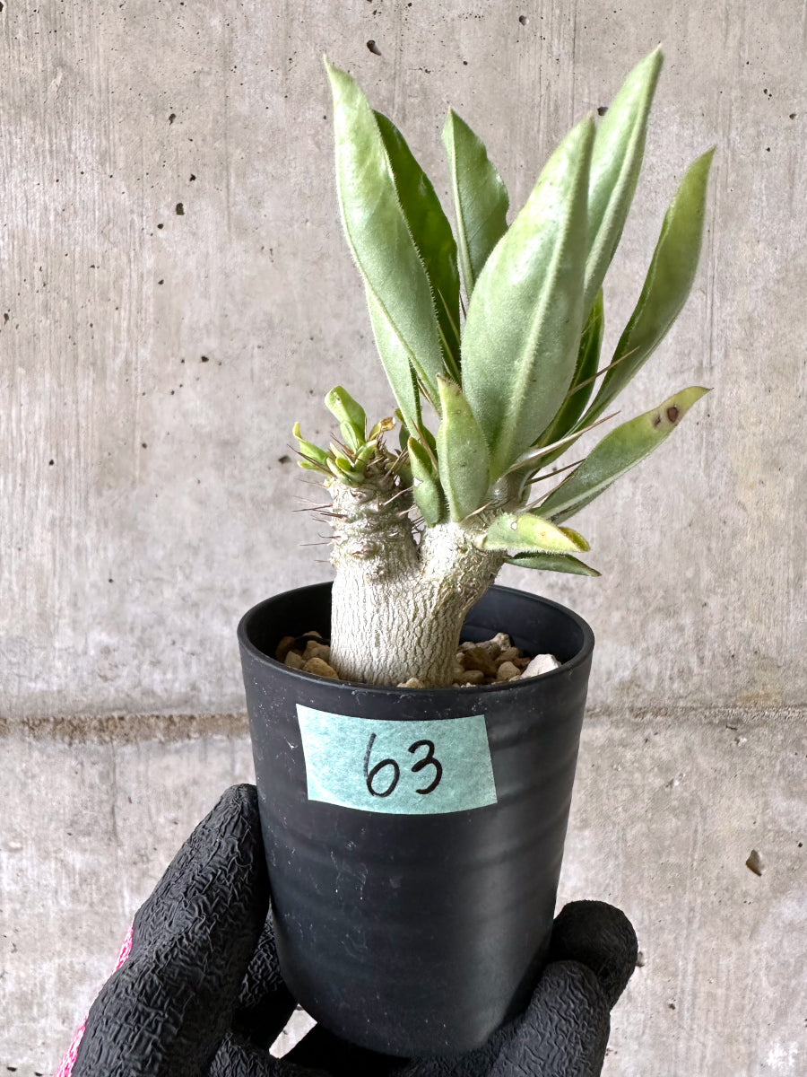 【現品限り】パキポディウム・サンデルシー 白馬城【I63】 Pachypodium saundersii