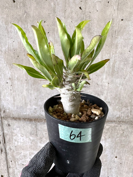 【現品限り】パキポディウム・サンデルシー 白馬城【I64】 Pachypodium saundersii