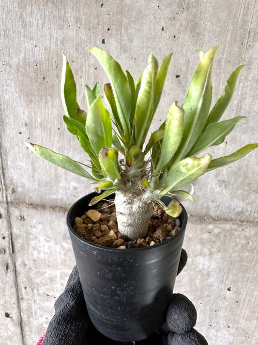 【現品限り】パキポディウム・サンデルシー 白馬城【I64】 Pachypodium saundersii