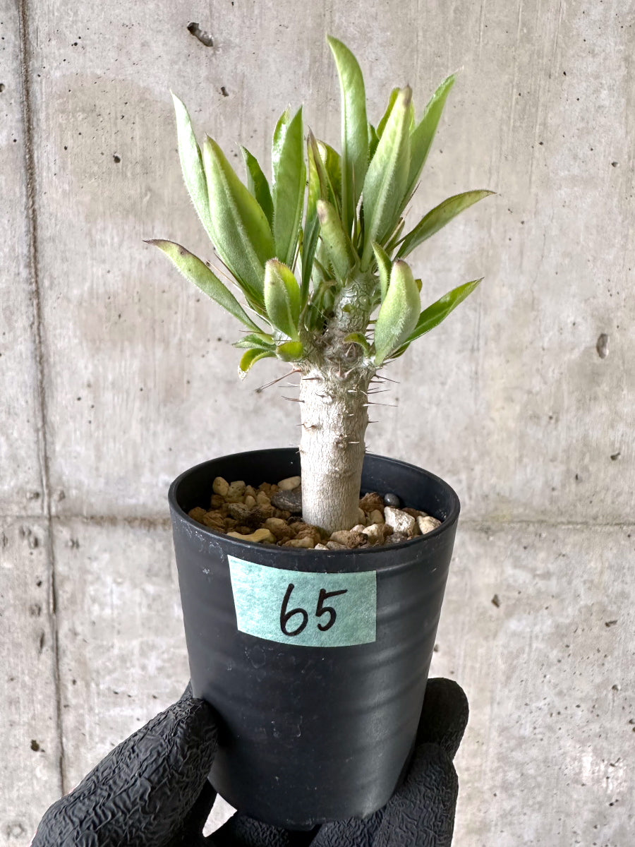 【現品限り】パキポディウム・サンデルシー 白馬城【I65】 Pachypodium saundersii