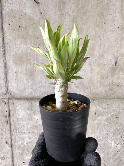 【現品限り】パキポディウム・サンデルシー 白馬城【I65】 Pachypodium saundersii