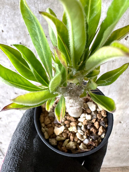 【現品限り】パキポディウム・サンデルシー 白馬城【I65】 Pachypodium saundersii