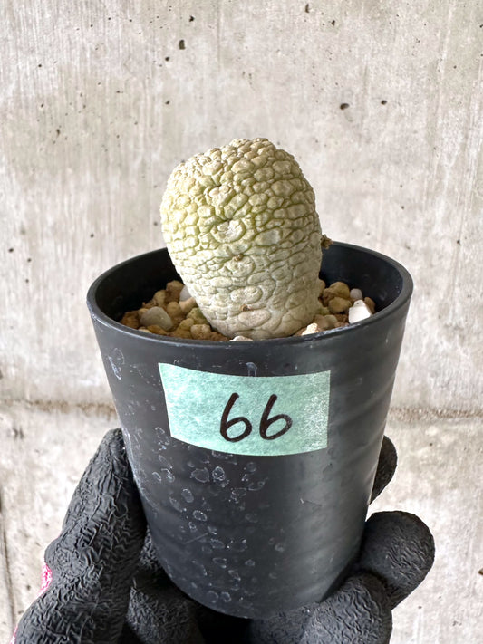 【現品限り】プセウドリトス・ミギウルティヌス【I66】 Pseudolithos migiurtinus