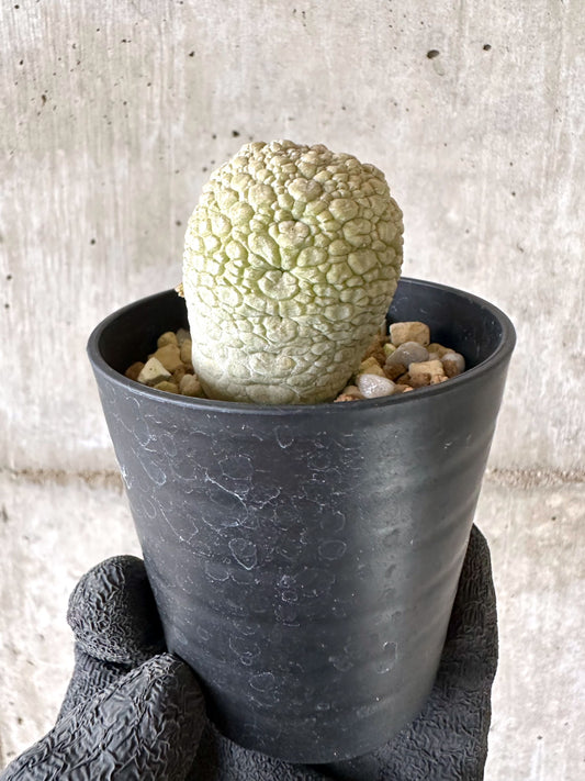 【現品限り】プセウドリトス・ミギウルティヌス【I66】 Pseudolithos migiurtinus