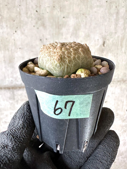 【現品限り】プセウドリトス・クビフォルメ【I67】 Pseudolithos cubiforme