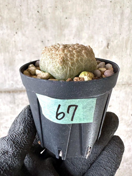 【現品限り】プセウドリトス・クビフォルメ【I67】 Pseudolithos cubiforme