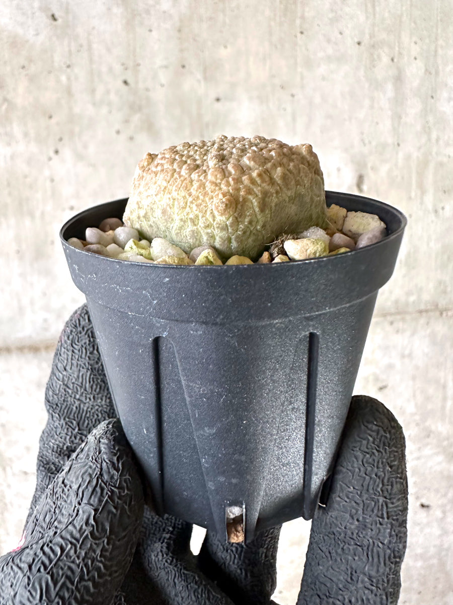 【現品限り】プセウドリトス・クビフォルメ【I67】 Pseudolithos cubiforme