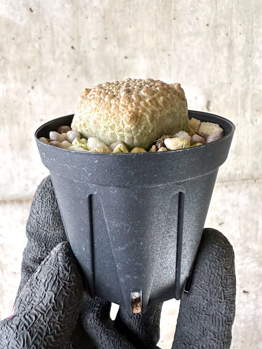 【現品限り】プセウドリトス・クビフォルメ【I67】 Pseudolithos cubiforme