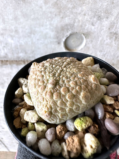 【現品限り】プセウドリトス・クビフォルメ【I67】 Pseudolithos cubiforme