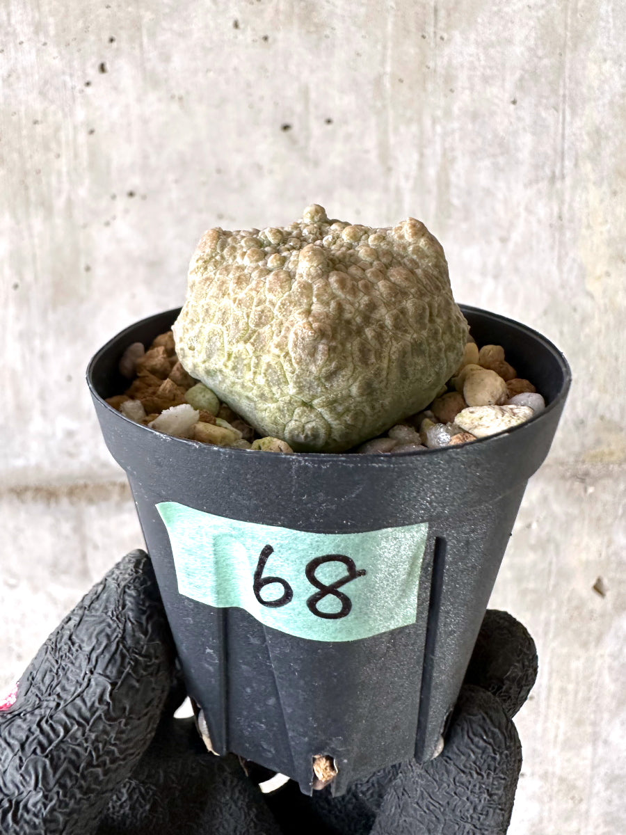 【現品限り】プセウドリトス・クビフォルメ【I68】 Pseudolithos cubiforme