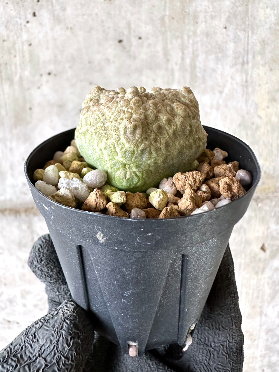 【現品限り】プセウドリトス・クビフォルメ【I68】 Pseudolithos cubiforme