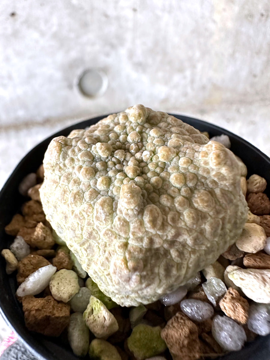 【現品限り】プセウドリトス・クビフォルメ【I68】 Pseudolithos cubiforme